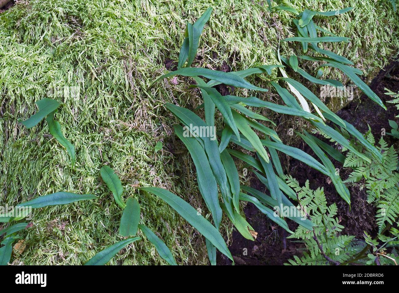 Scaly polypody fern (Lepisorus ussuriensis) Stock Photo