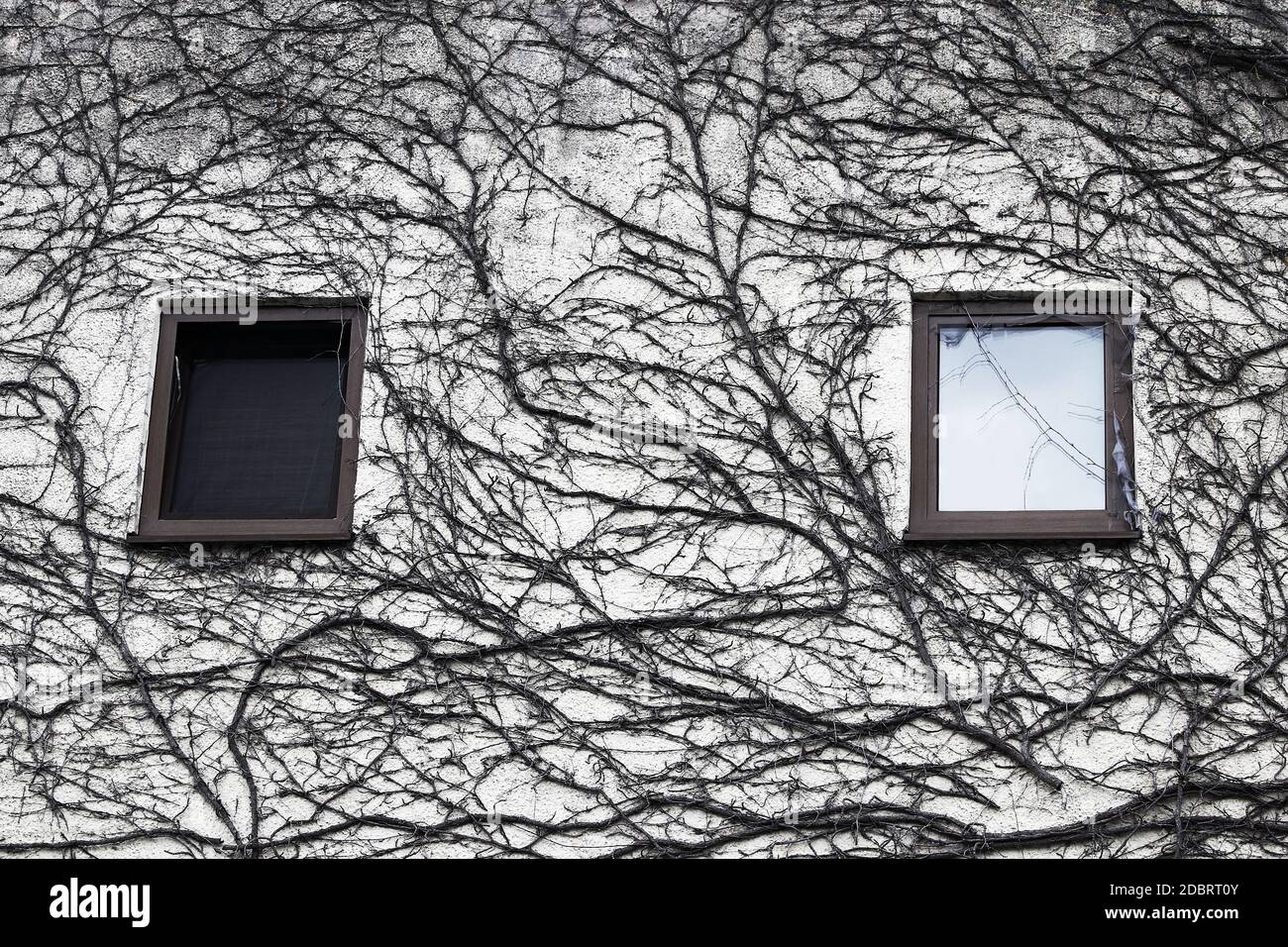 A house overgrown with branches with one dark and one light window Stock Photo