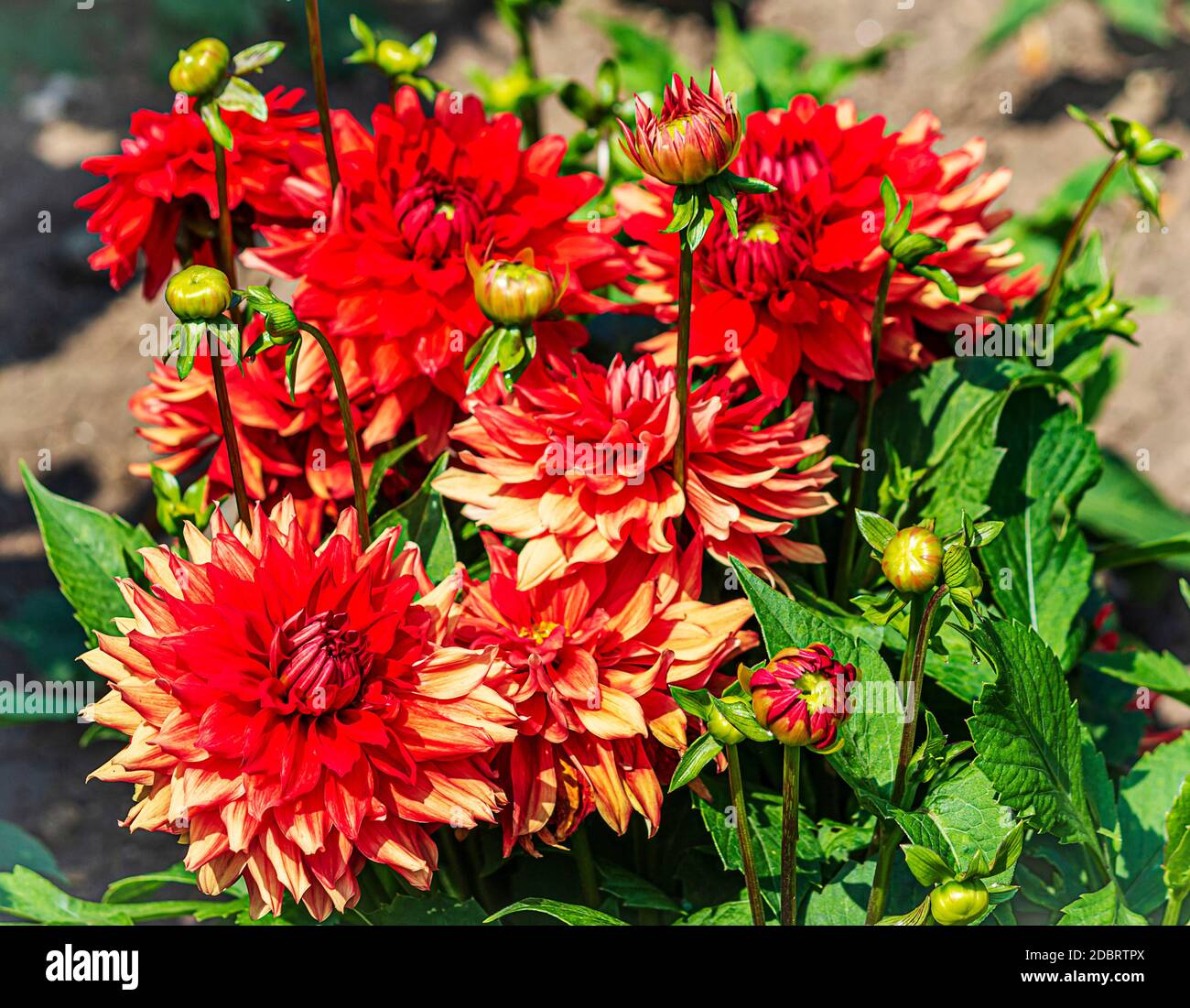 Red dahlia flowering plants with buds growing in dahlia garden in the cathedral city of Fulda, Germany Stock Photo