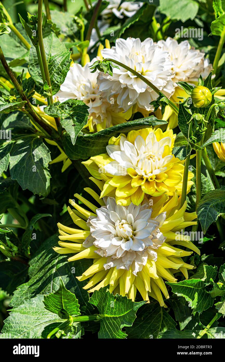 Yellow and white dahlias growing in dahlia garden in the cathedral city of Fulda, Germany Stock Photo