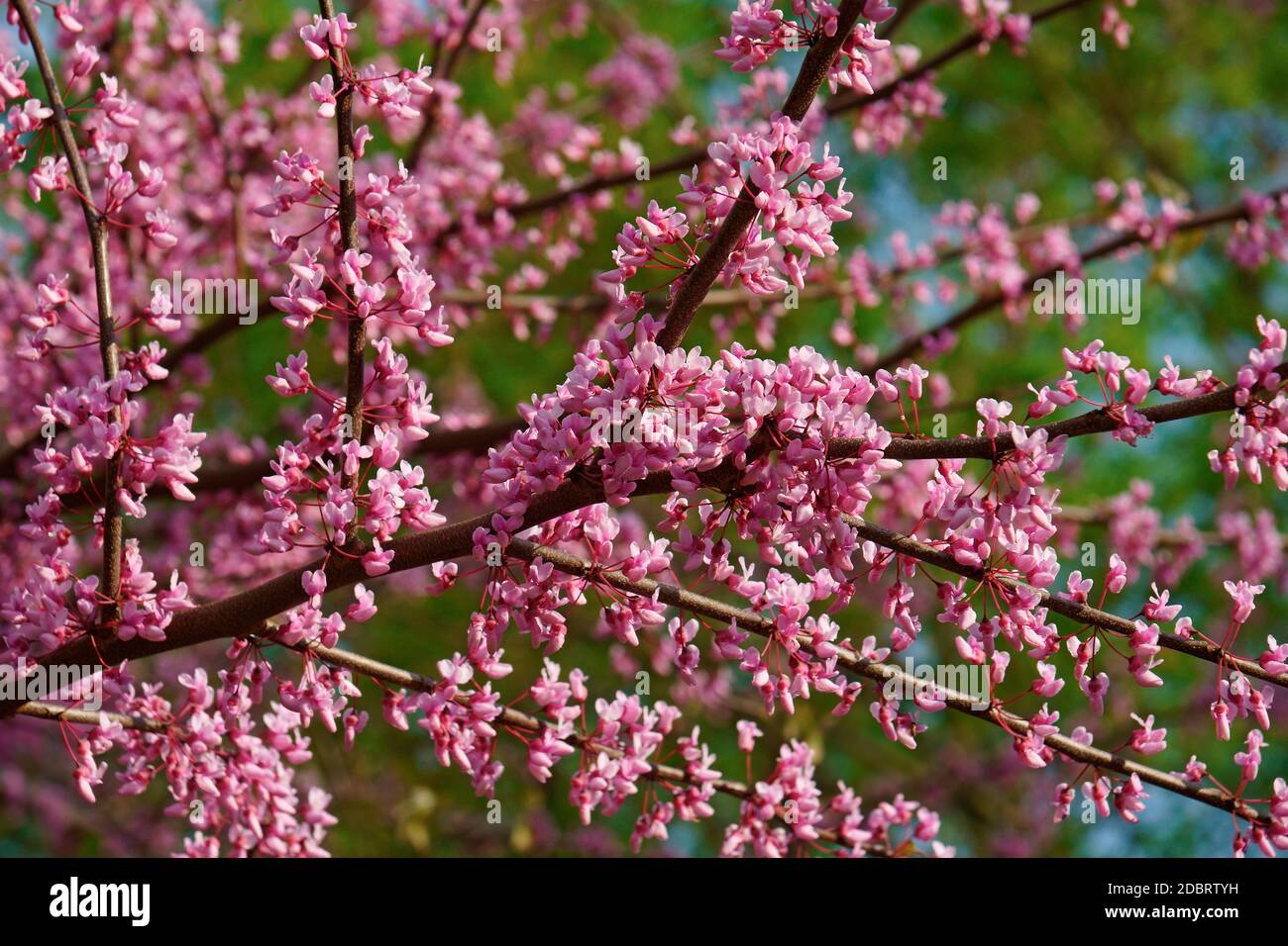 Eastern redbud (Cercis canadensis). State tree of Oklahoma Stock Photo