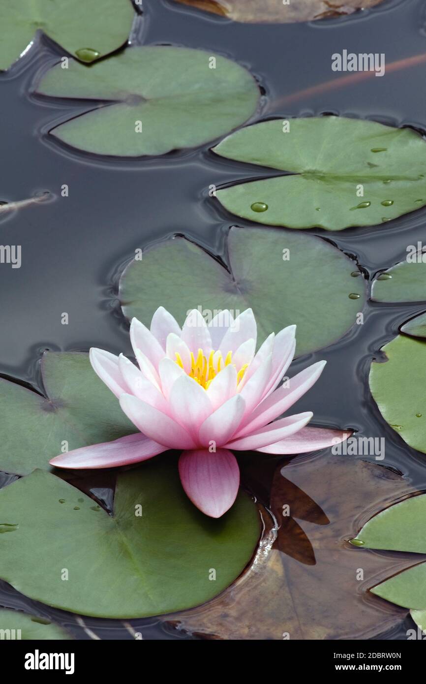 Hybrid water lily (Nymphaea sp.). Stock Photo