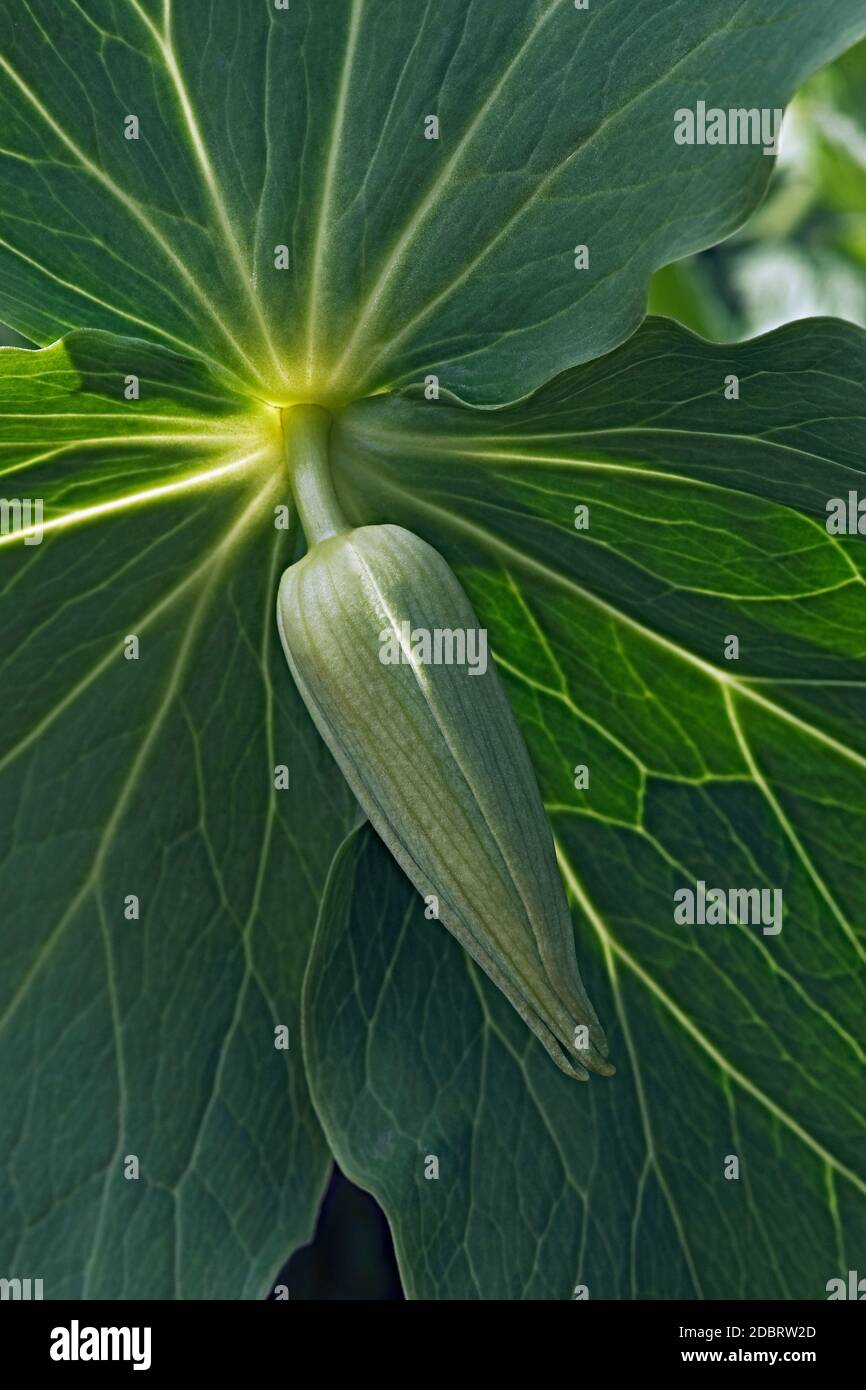 Wakerobin (Trillium x komarovii). Known as Trillium rhombifolium also. Stock Photo