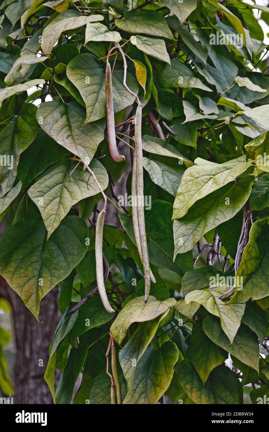 Northern catalpa (Catalpa speciosa). Called Hardy catalpa, Western catalpa, Cigar tree, Bois chavanon and Catawba-tree also. Stock Photo