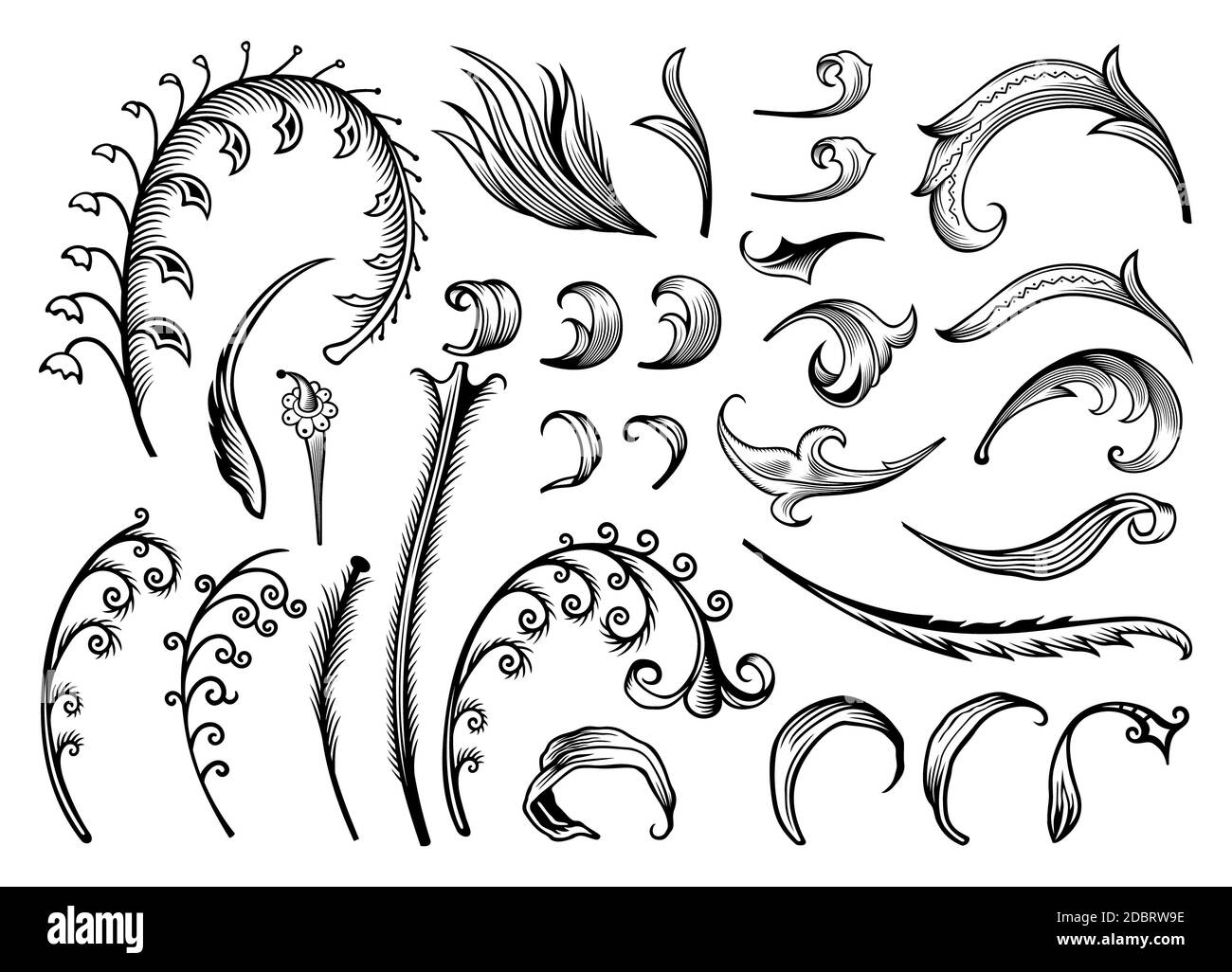 Floral hand drawn vector vintage engraved nature elements and objects ...