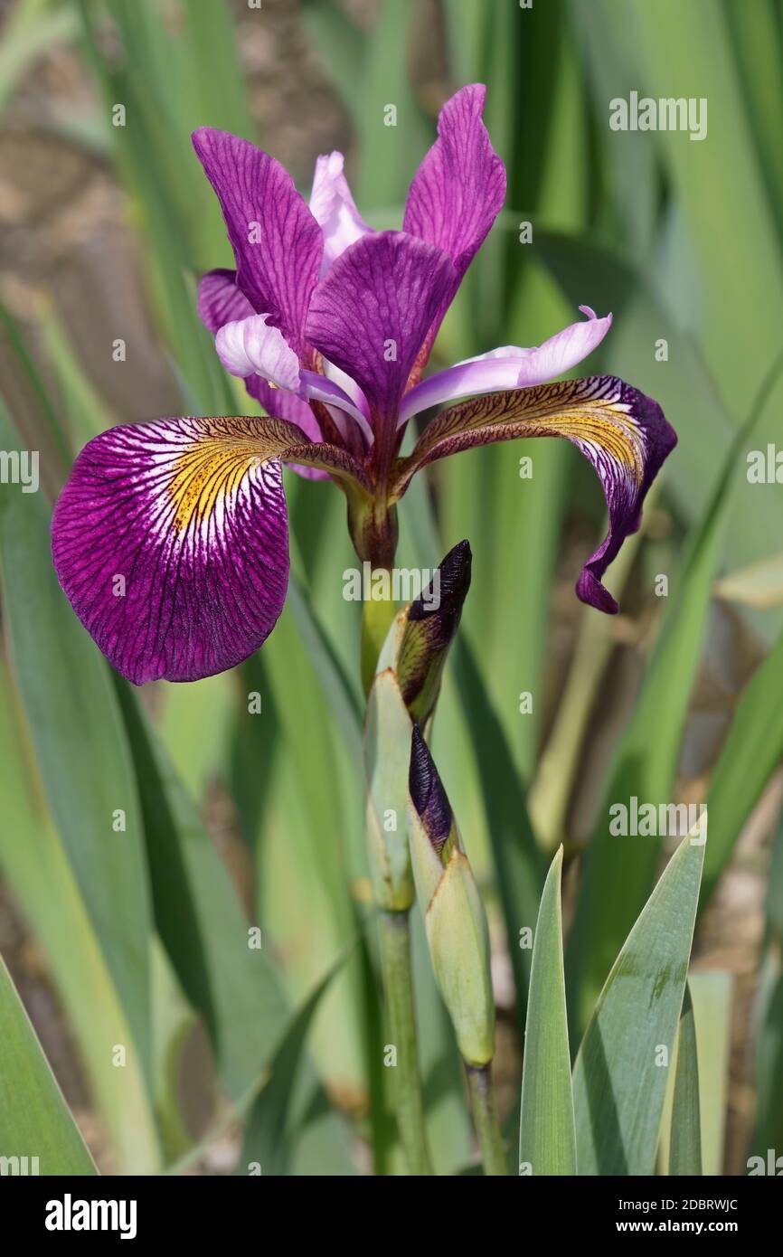 John Wood Blue Flag iris (Iris versicolor ‘John Wood’). Called Dagger flower, Water iris and Liver lily also. Stock Photo