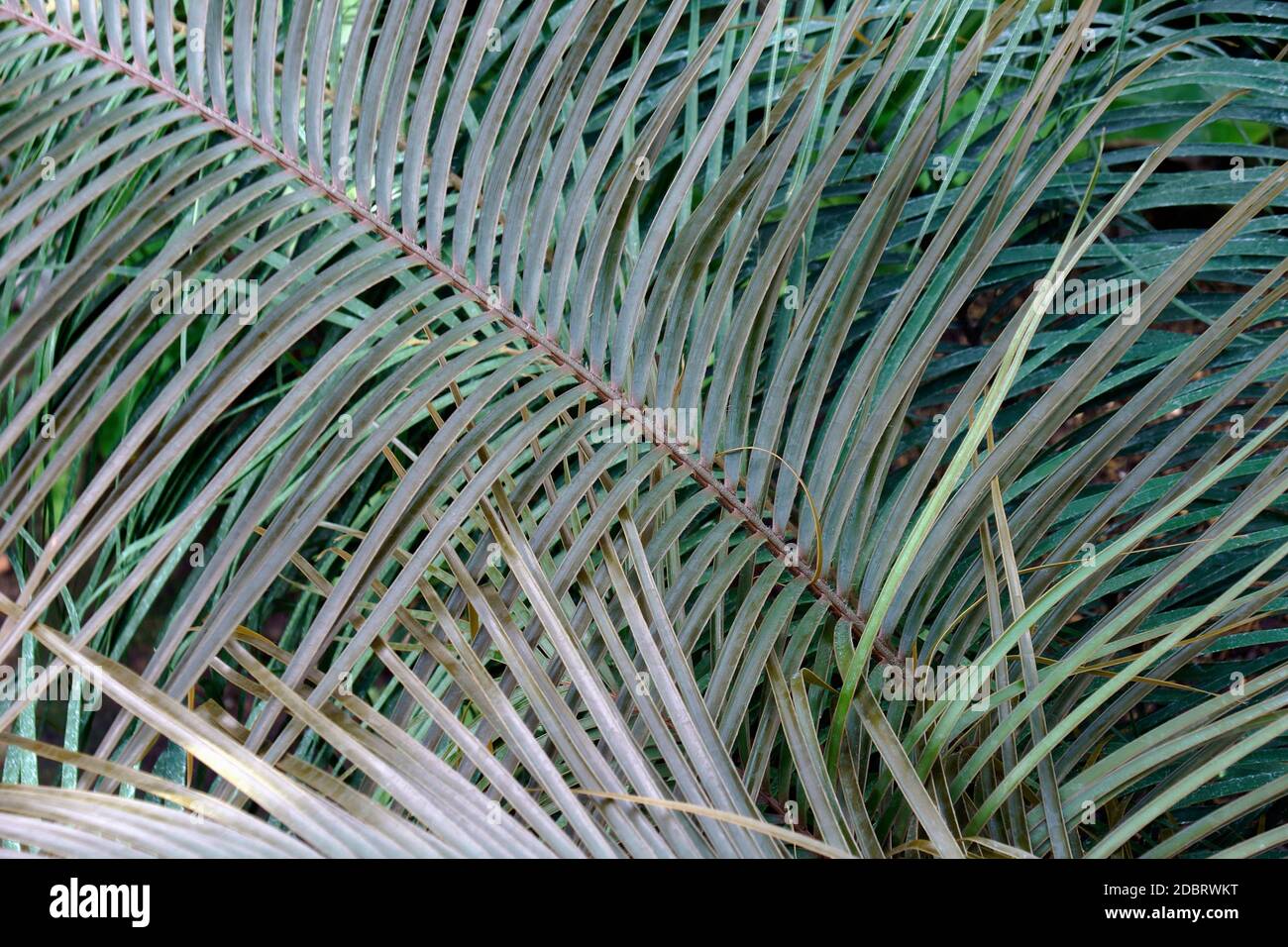 Norstog's horncone (Ceratozamia norstogii). Called Bamboo cycad also. Endangered species Stock Photo
