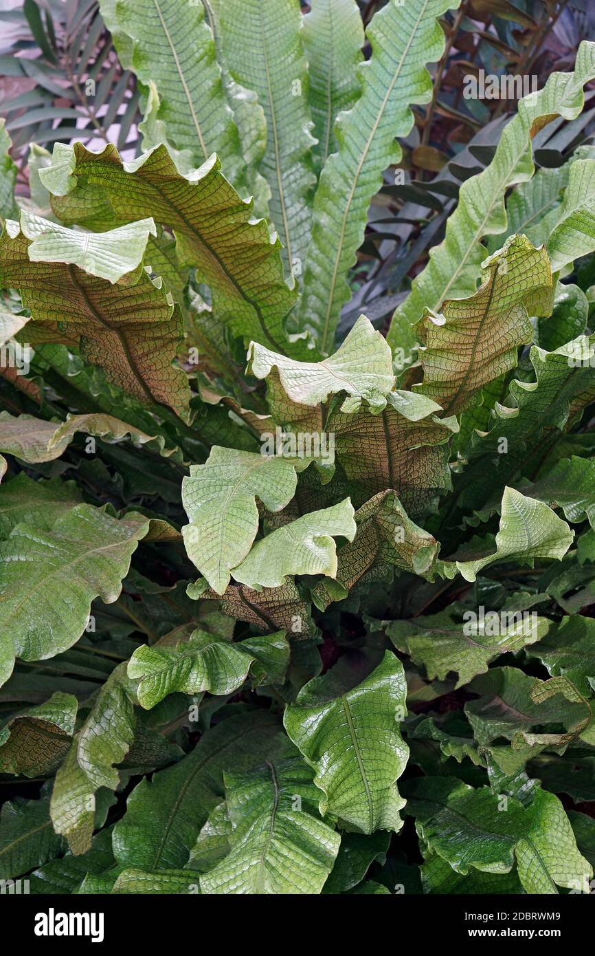 Crocodile fern (Microsorum musifolium) Stock Photo
