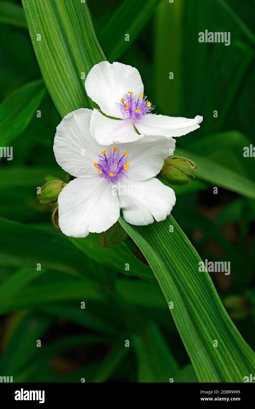 Virginia spiderwort (Tradescantia virginiana) Stock Photo