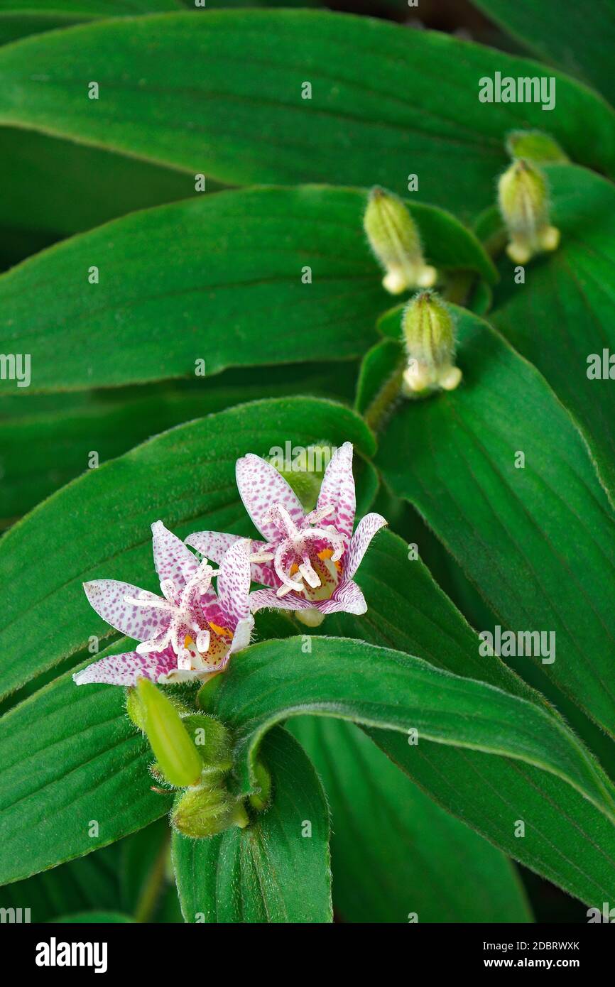 Toad lily (Tricyrtis hirta). Called Hairy toad lily also. Another scientific name is Tricyrtis japonica. Stock Photo