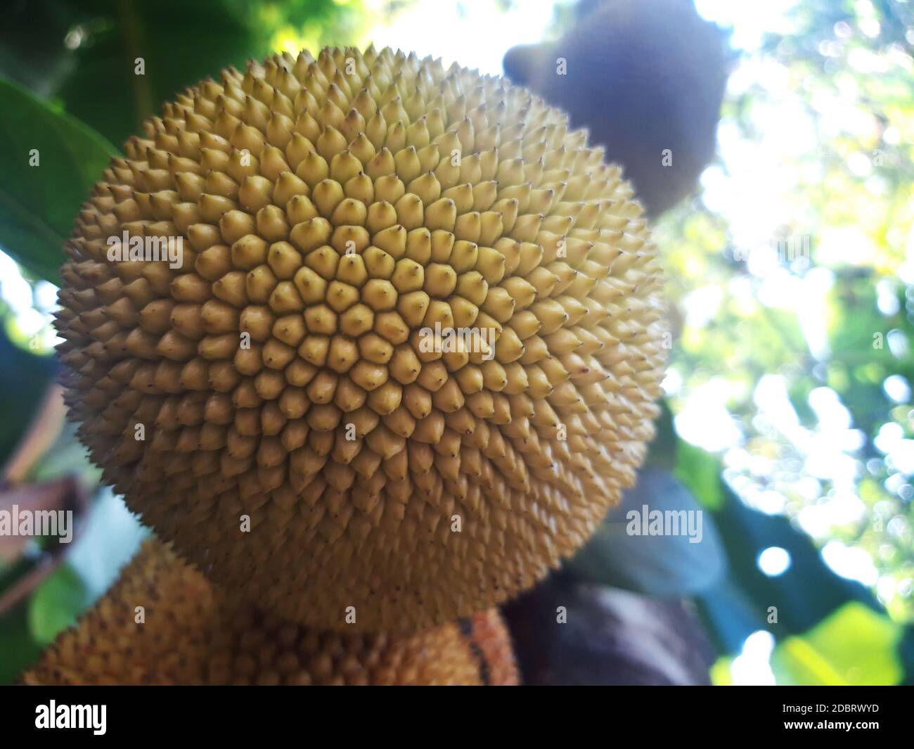 jackfruit fruit on a tree with soft thorny skin Stock Photo Alamy