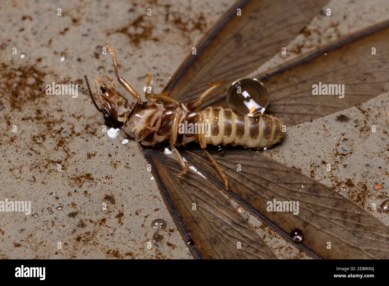 Termitidae hires stock photography and images Alamy