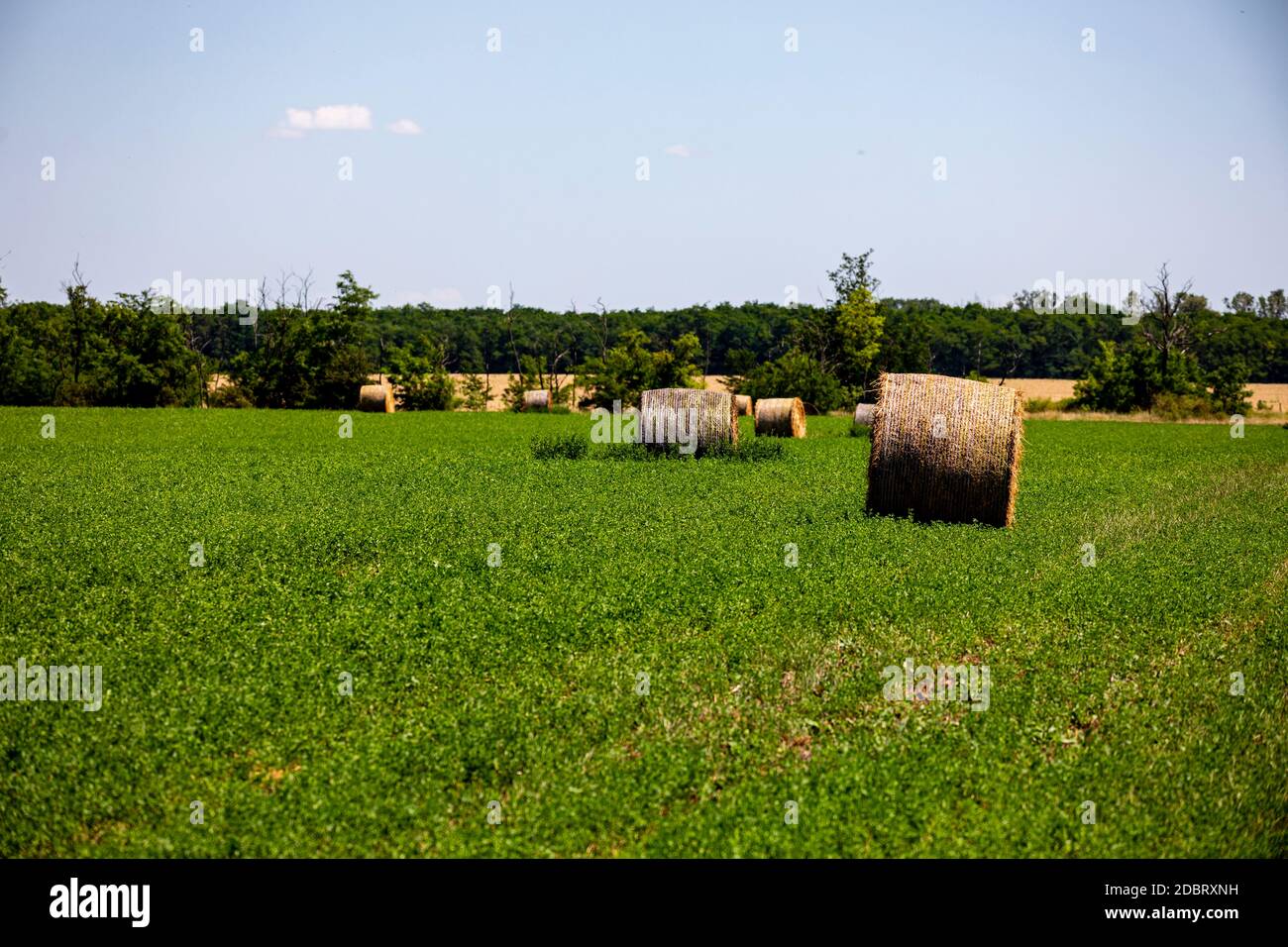Rolls of hey Stock Photo - Alamy