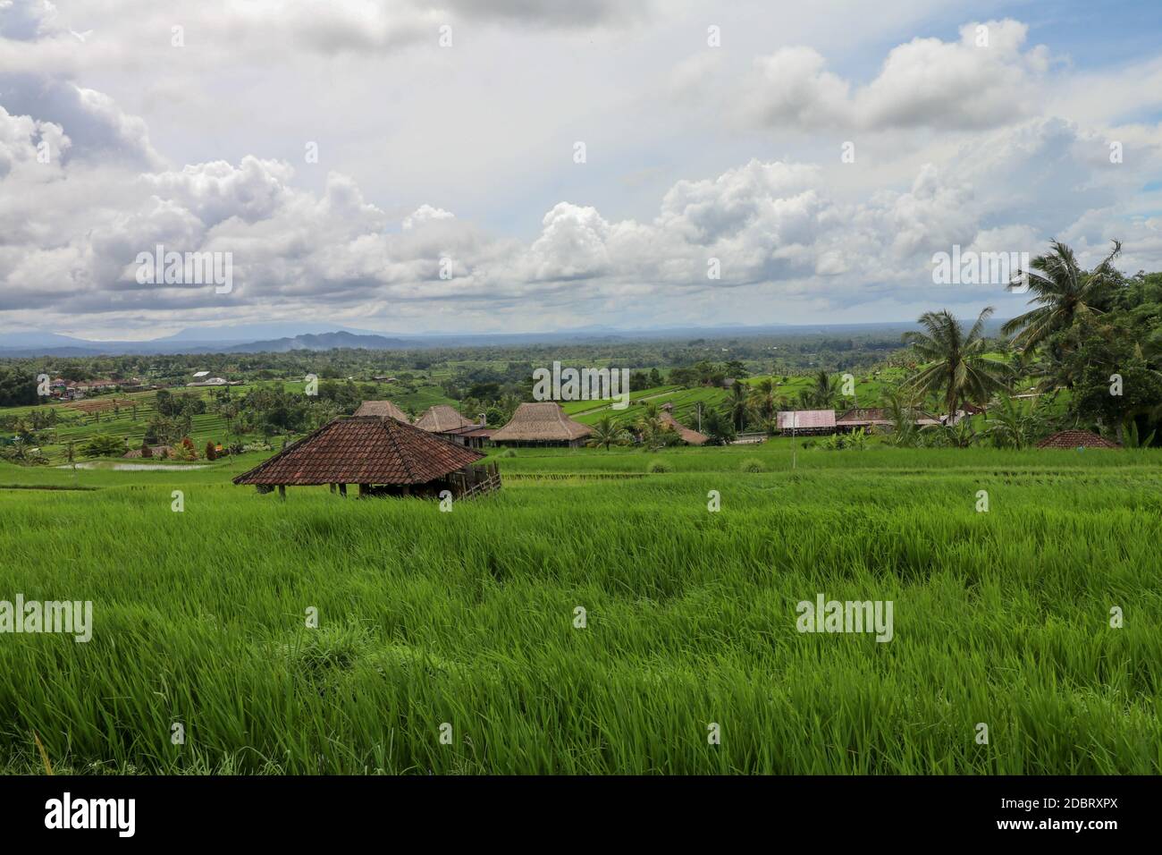 Beautiful landscape view of rice field with shelter for cows. View on a cowshed on rice terraces Stable for cattle among fields. Jatiluwih paddies in Stock Photo