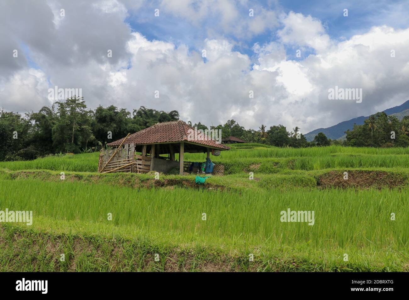 Beautiful landscape view of rice field with shelter for cows. View on a cowshed on rice terraces Stable for cattle among fields. Jatiluwih paddies in Stock Photo