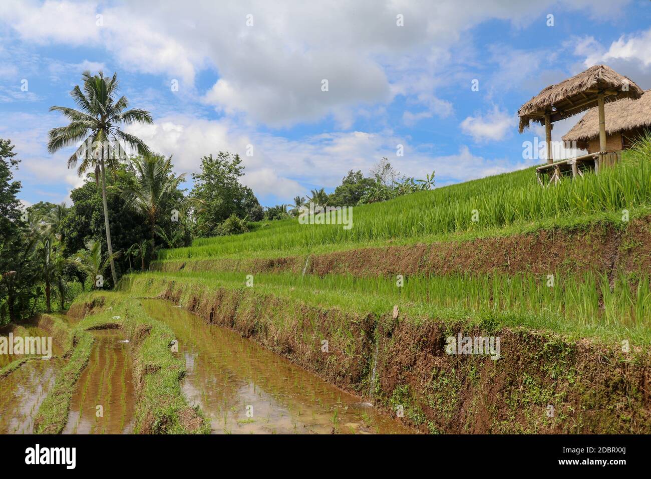 Terraced rice field in water season in Bali. Terrace rice fields in Tegallalang, Ubud on Bali, Indonesia. Bali Rice Terraces. Rice fields of Jatiluwih Stock Photo