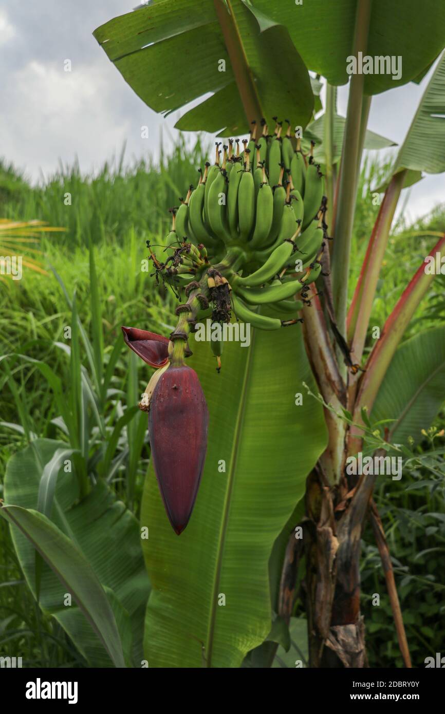 Cluster of future fruits of a banana during flowering in Jatiluwih area
