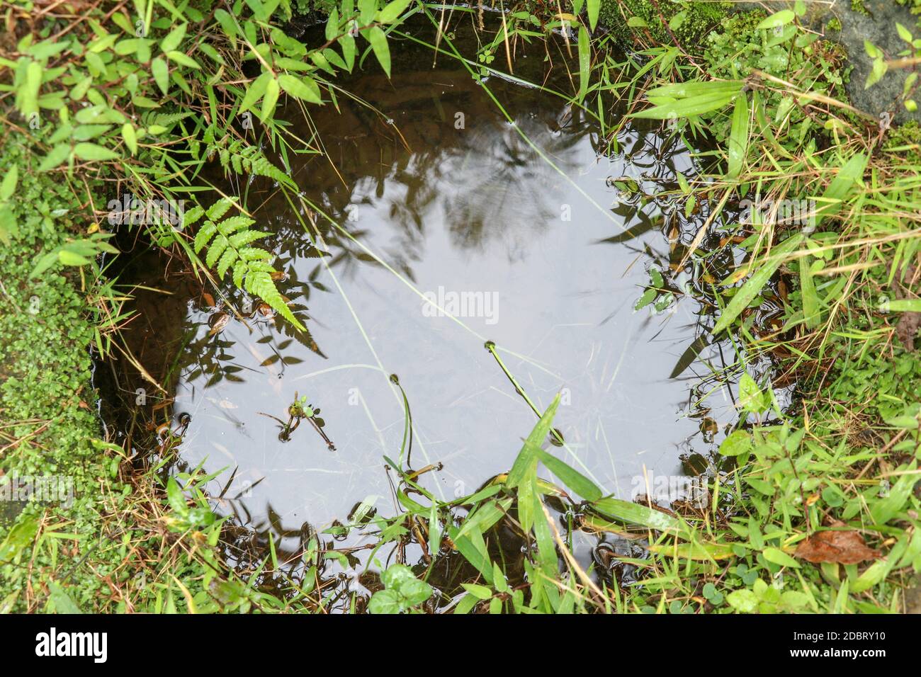 Small forest puddle swamp, lake or pond in park with a reflection of