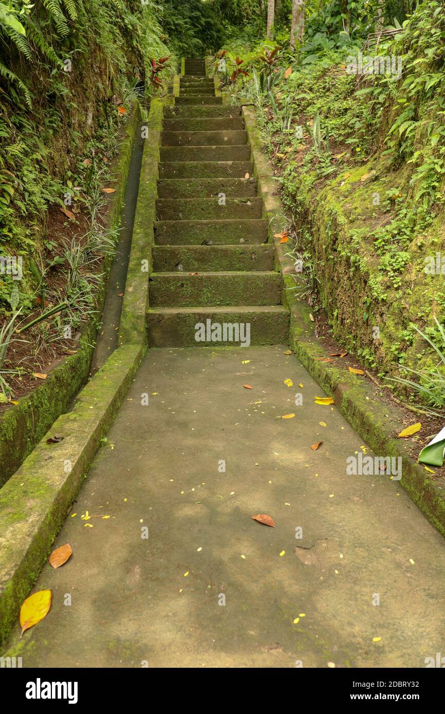 Old stone steps leading in to tropical jungle trekking and walking in Bali, Indonesia. Stairway to waterfall Goa Giri Campuhan in tropical jungle. Old Stock Photo