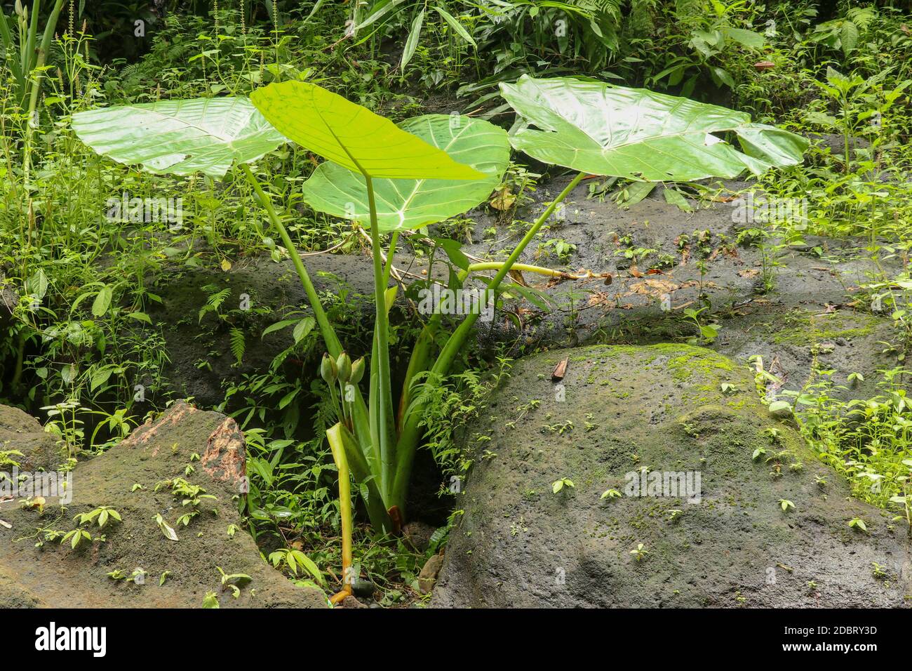 Colocasia Gigantea grows among boulders overgrown with moss. Dense thickets of plants in the rainforest. Giant Elephant Ear in deep jungle, Bali, Indo Stock Photo
