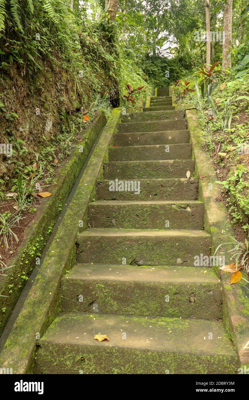 Old stone steps leading in to tropical jungle trekking and walking in Bali, Indonesia. Stairway to waterfall Goa Giri Campuhan in tropical jungle. Old Stock Photo