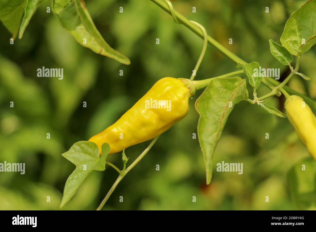 Yellow colour chillies or chilli peppers growing on the plant. Cayenne