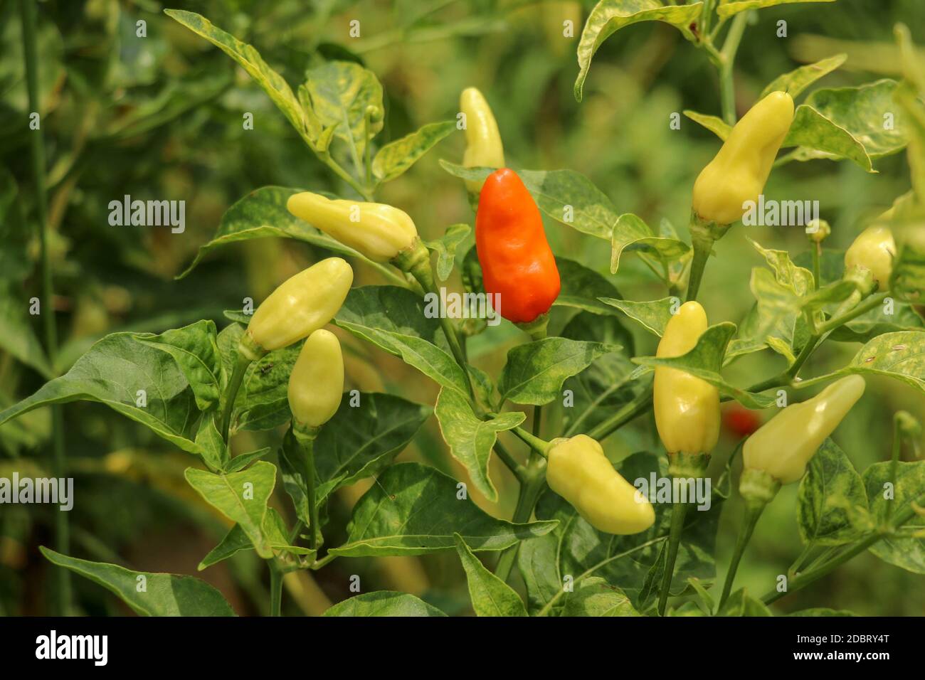 Green chilli tree hi-res stock photography and images - Alamy