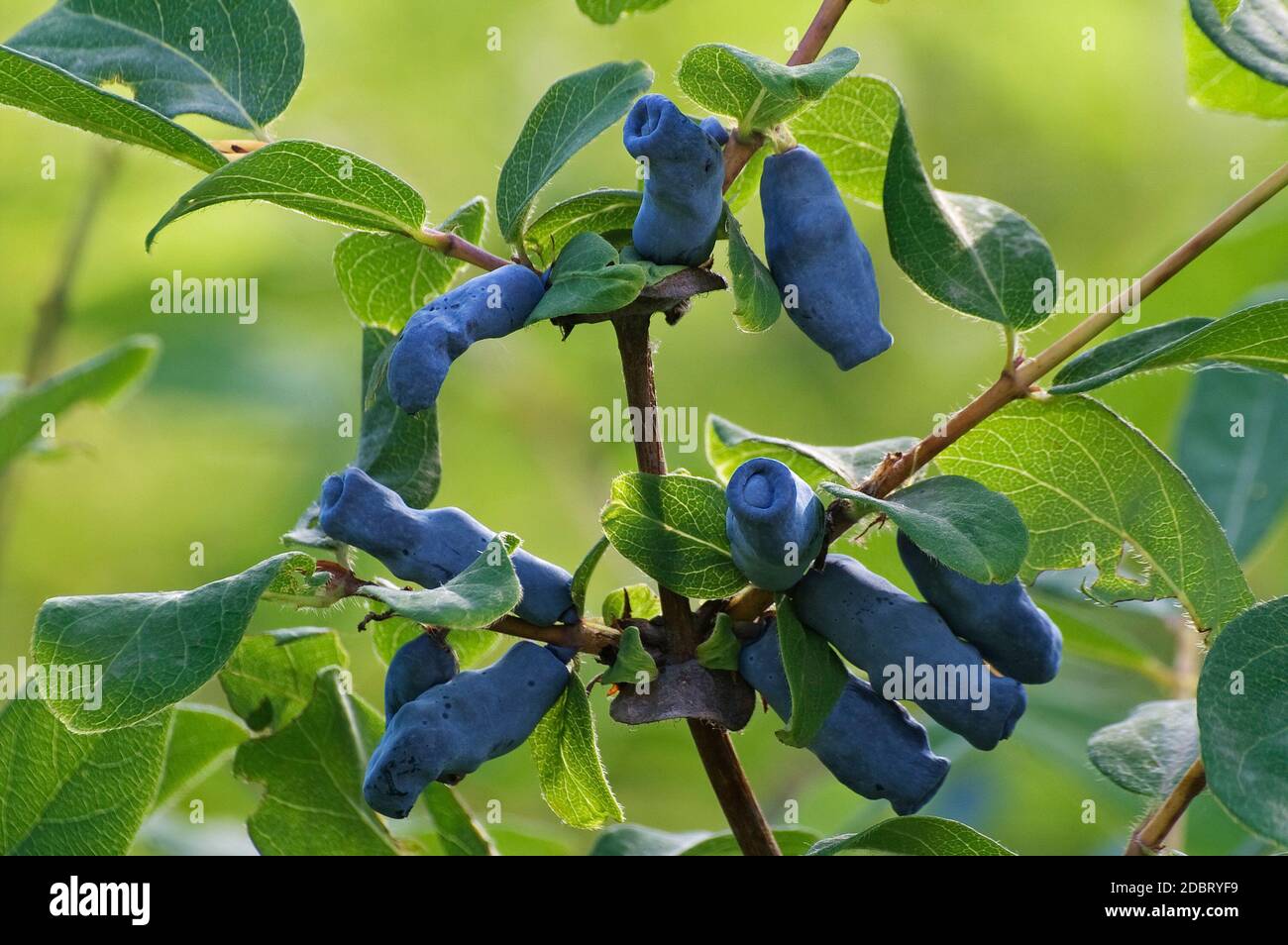 Blue honeysuckle (Lonicera caerulea ssp. altaica). Called Honeyberry,  Blue-berry honeysuckle, Sweetberry honeysuckle and Haskap berry also.  Another s Stock Photo - Alamy