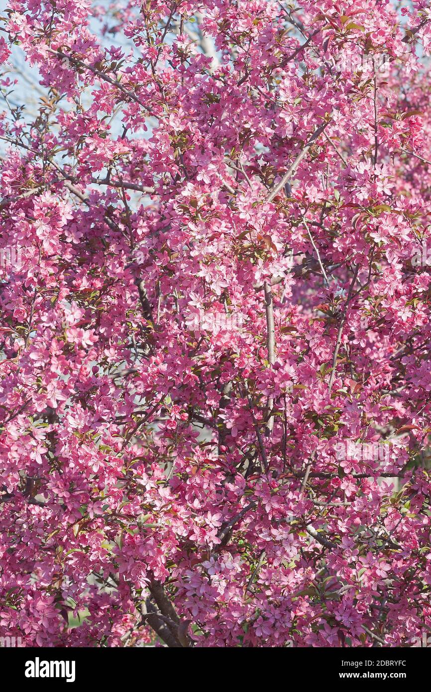 Prairifire flowering crabapple (Malus x Prairifire Stock Photo Alamy