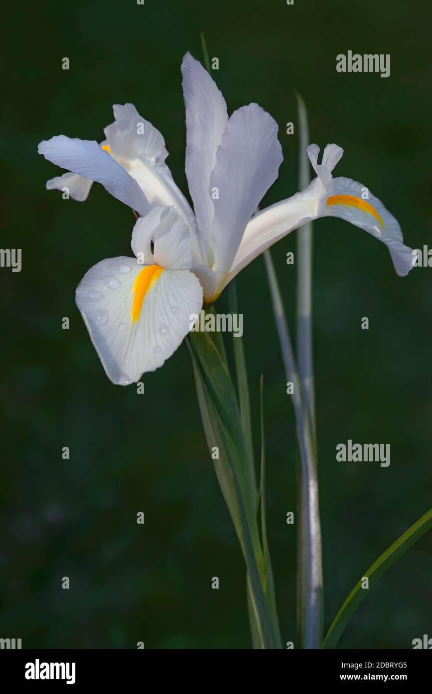 Dutch iris (Iris xiphium). Called Spanish iris also. Another scientific