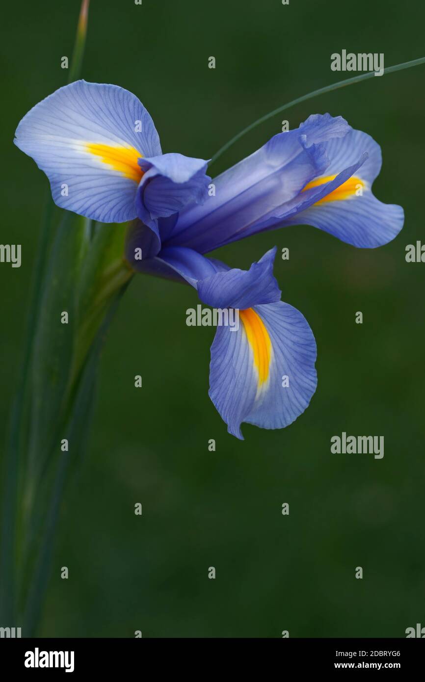 Dutch iris (Iris xiphium). Called Spanish iris also. Another scientific