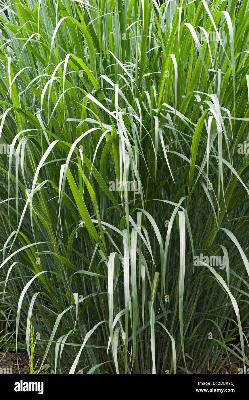 Dallas Blues switch grass (Panicum virgatum Dallas Blues). Stock Photo