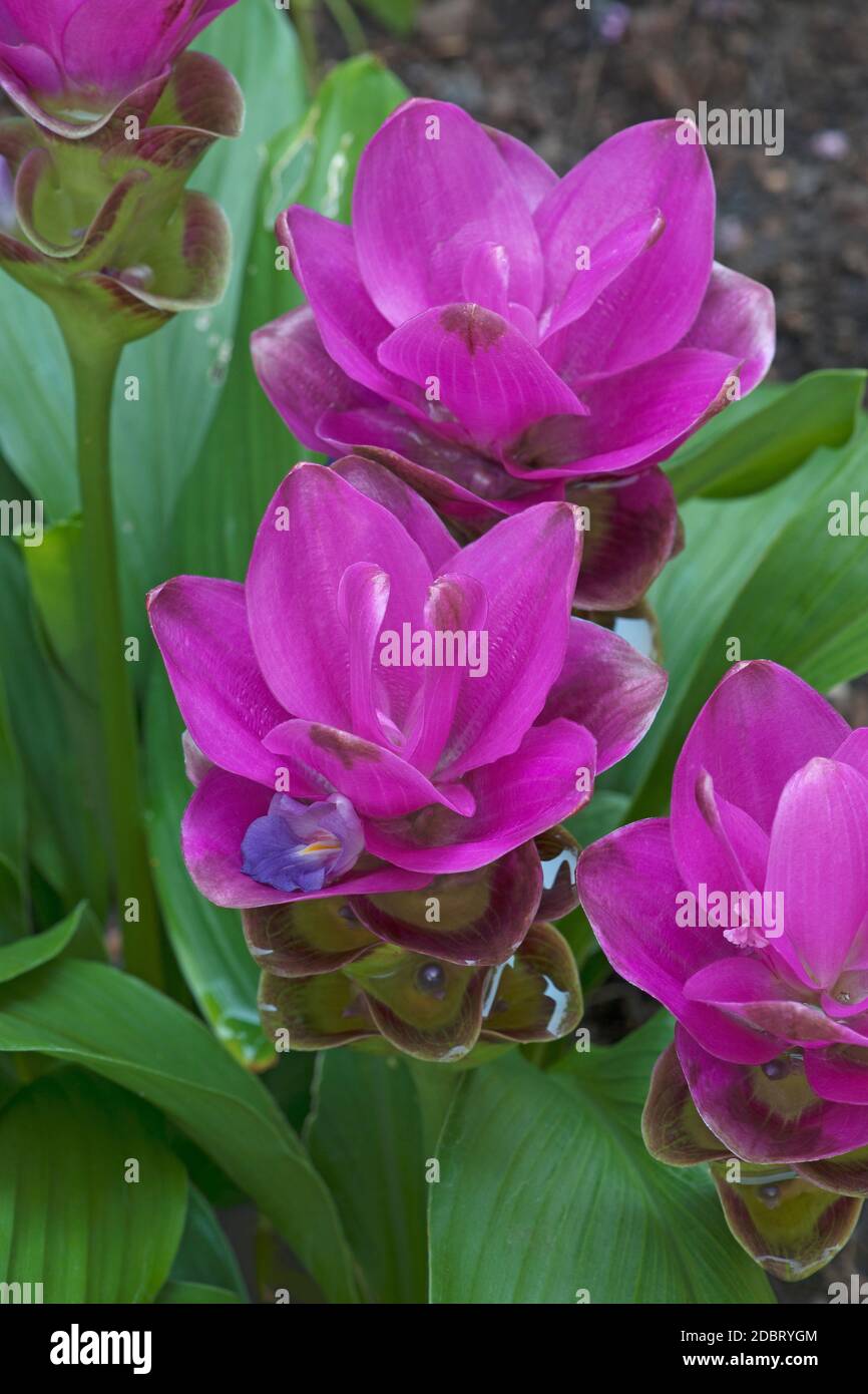 Siam tulip (Curcuma alismatifolia). Called Summer tulip also Stock Photo