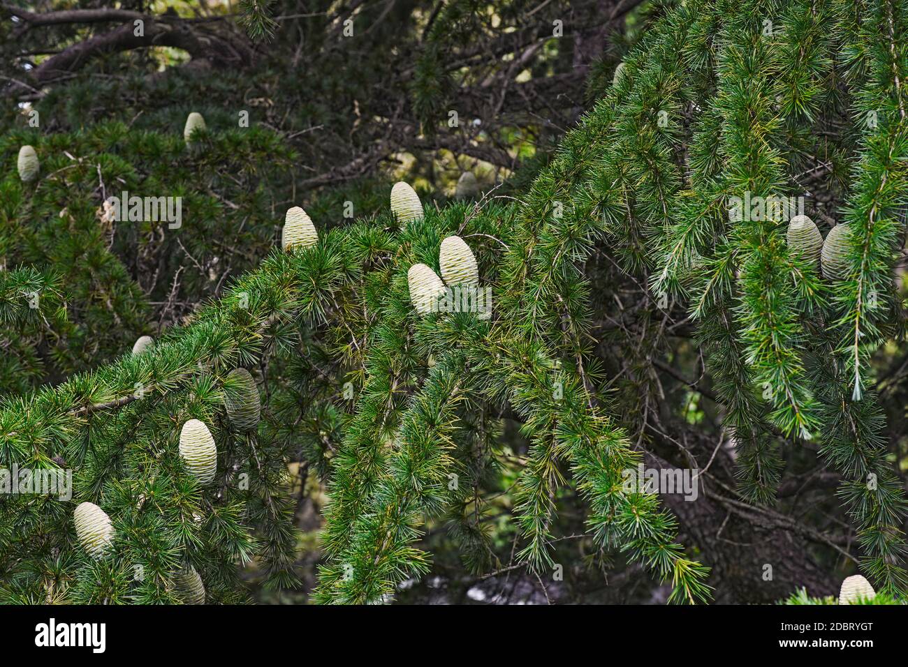 Deodar cedar (Cedrus deodara). Another scientific name for this tree is Cedrus libani deodara. Called Himalayan cedar also Stock Photo