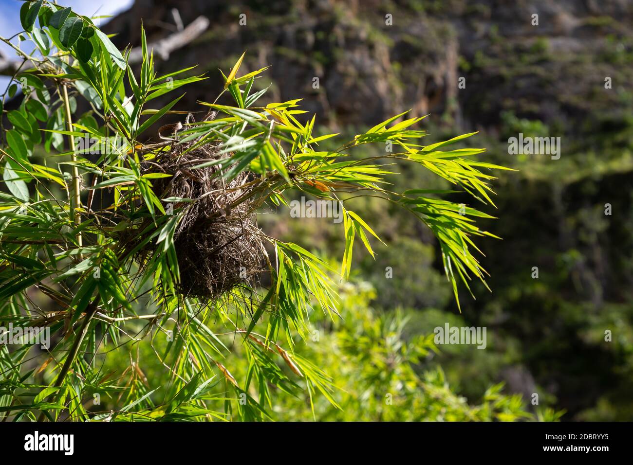 One bird's nest on a branch of a shrub Stock Photo Alamy