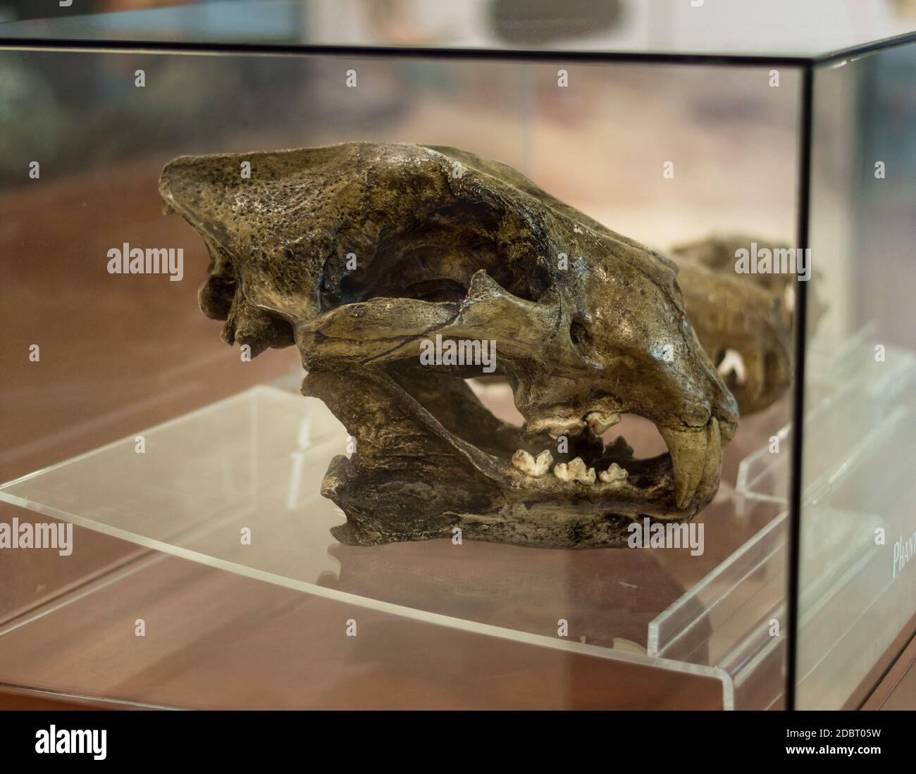 Panthera atrox fossil, North American Lion skull at the Crater museum of  Chicxulub, Yucatan, Mexico. Stock Photo