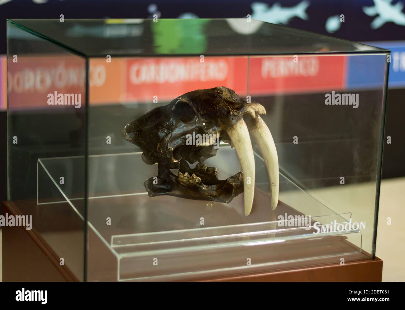 Saber-toothed cat, Smilodon skull, fossil in display at the crater museum in Yucatan, Mexico. Stock Photo