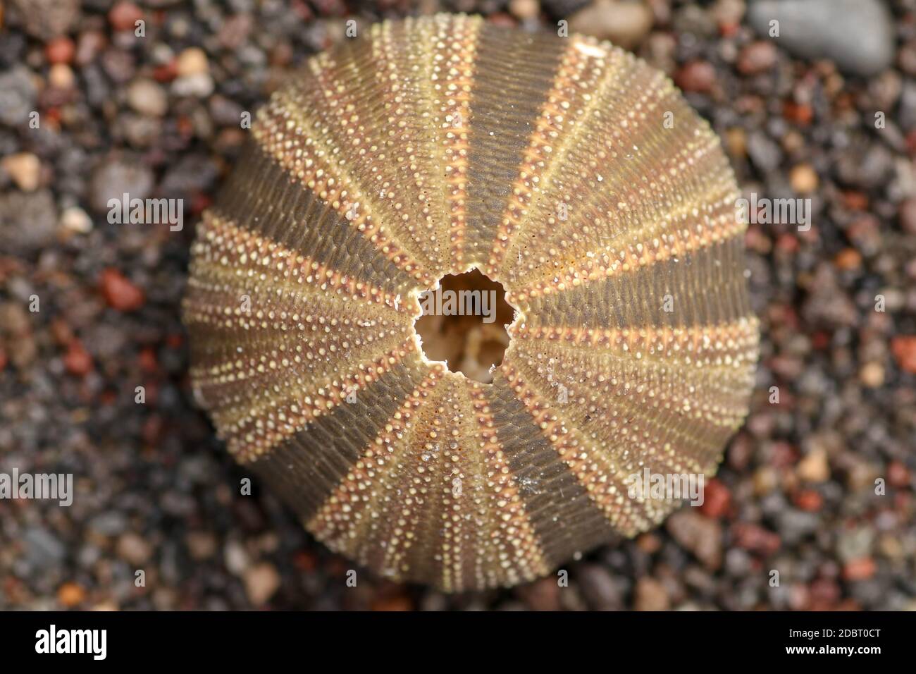 Close up of skeletons of a See urchins in shades of brown and black color. Detail of brown and black colored shells on the wet sand background. Top vi Stock Photo
