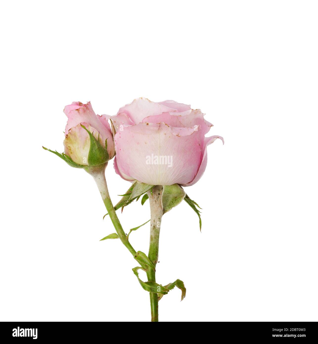 pink blooming rose isolated on white background, close up Stock Photo ...
