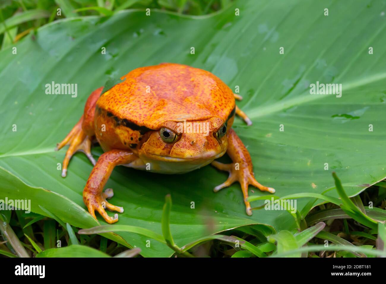 One large orange frog is sitting on a green leaf Stock Photo