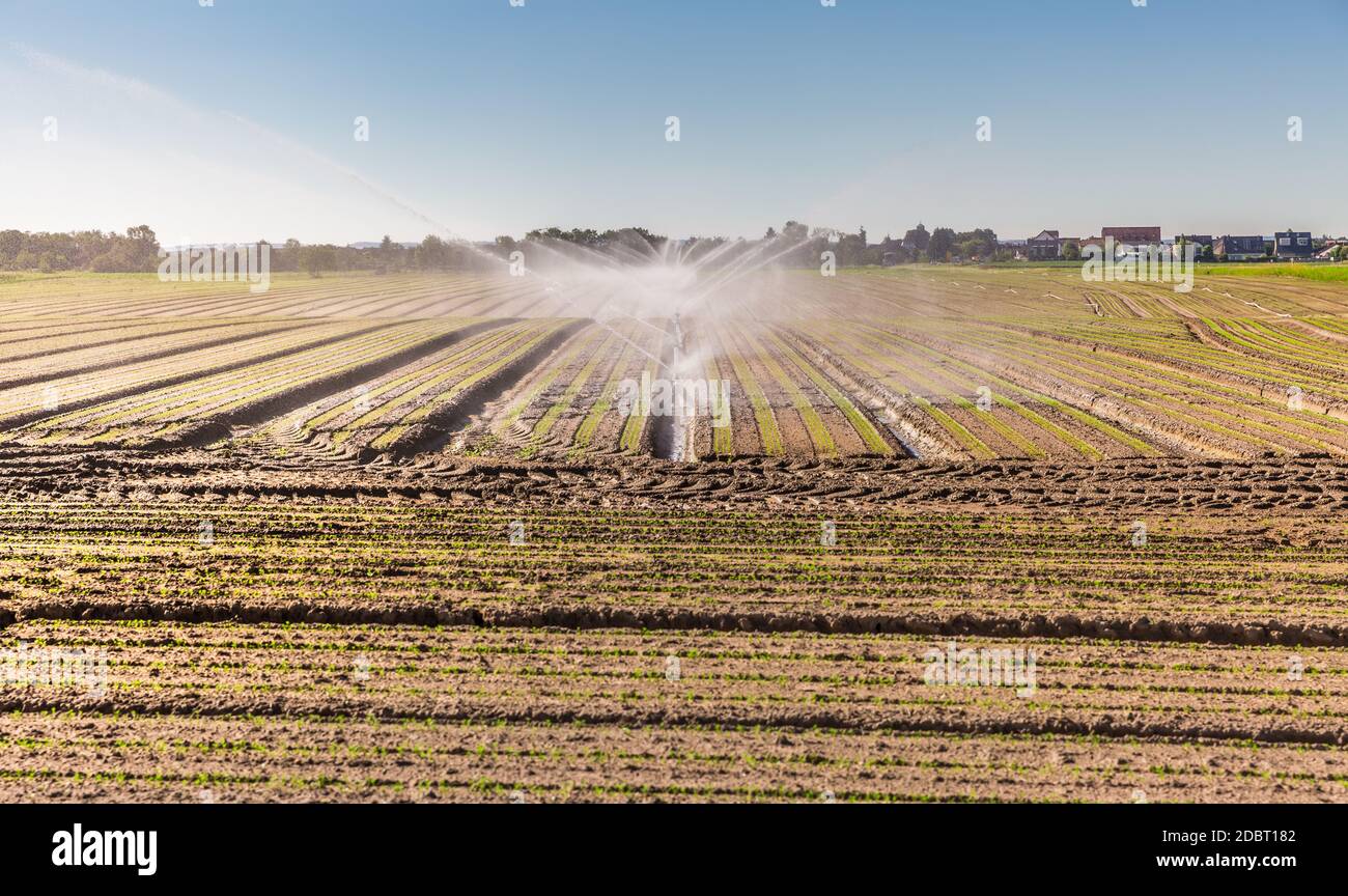 Irrigation system on a large farm field. Water sprinkler installation