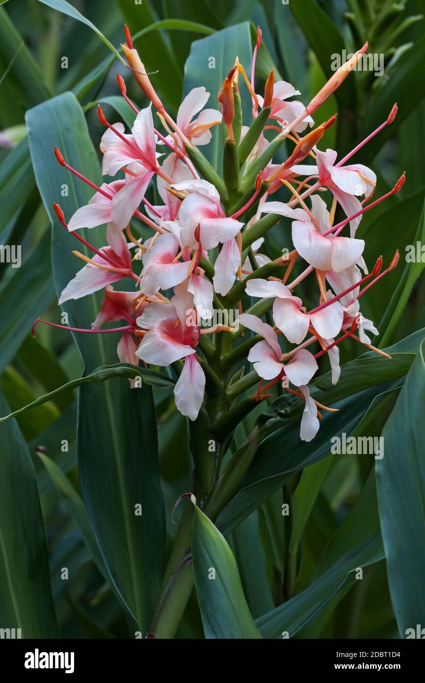 Orange gingerlily (Hedychium coccineum). Called Red butterfly ginger, Scarlet gingerlily and Orange bottlebrush ginger also Stock Photo