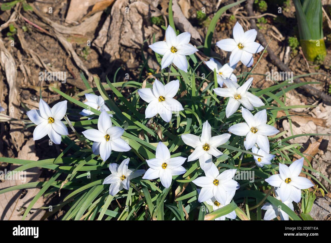 Springstar hi-res stock photography and images - Alamy
