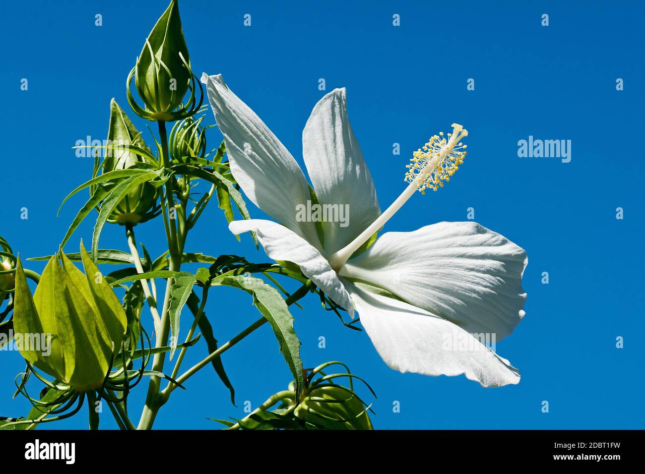 Scarlet rose mallow (Hibiscus coccineus). Called Texas star, Brilliant hibiscus and Scarlet hibiscus also Stock Photo