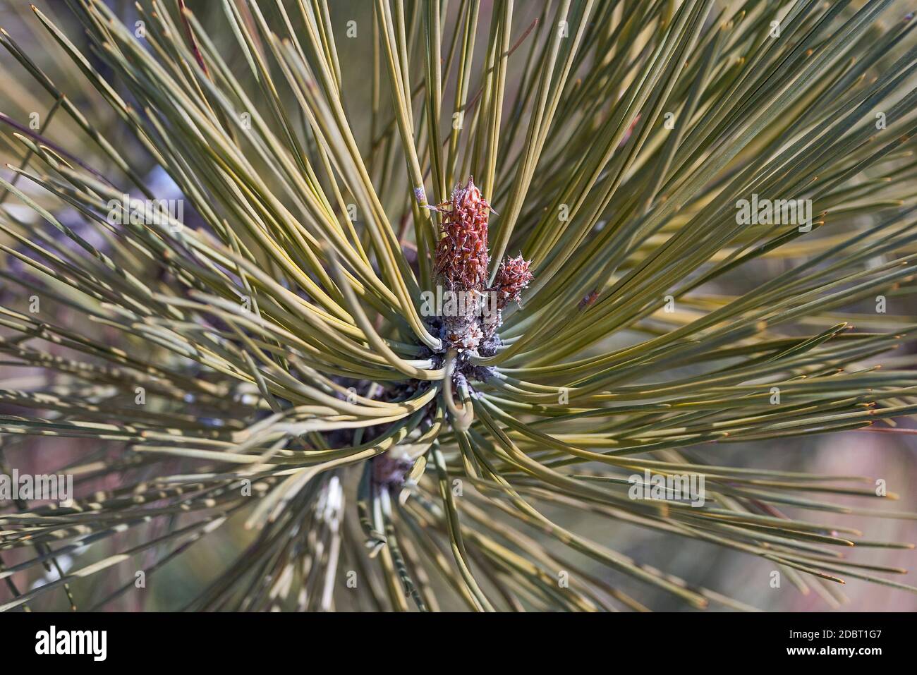 Ponderosa pine (Pinus ponderosa). Called Bull Pine, Blackjack Pine and Western Yellow Pine also Stock Photo