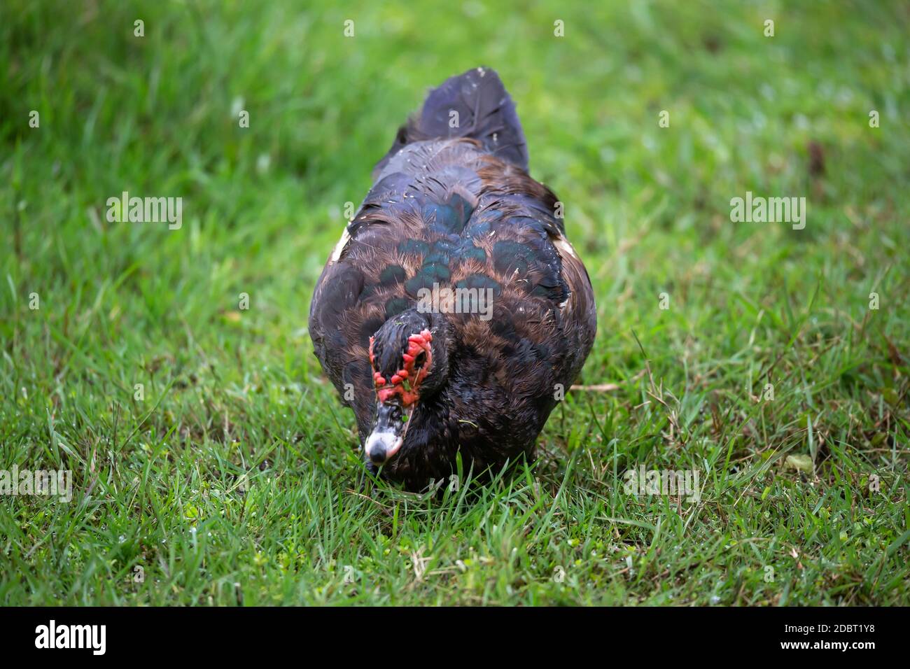 One black duck with a red head in Madagascar Stock Photo
