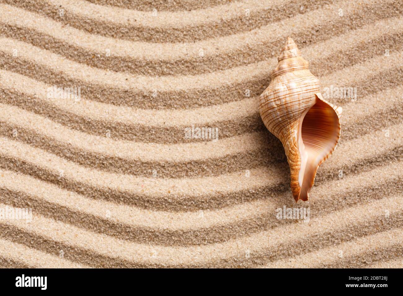 Long seashell lie on the dunes. With place for design, text place. Top view. Stock Photo