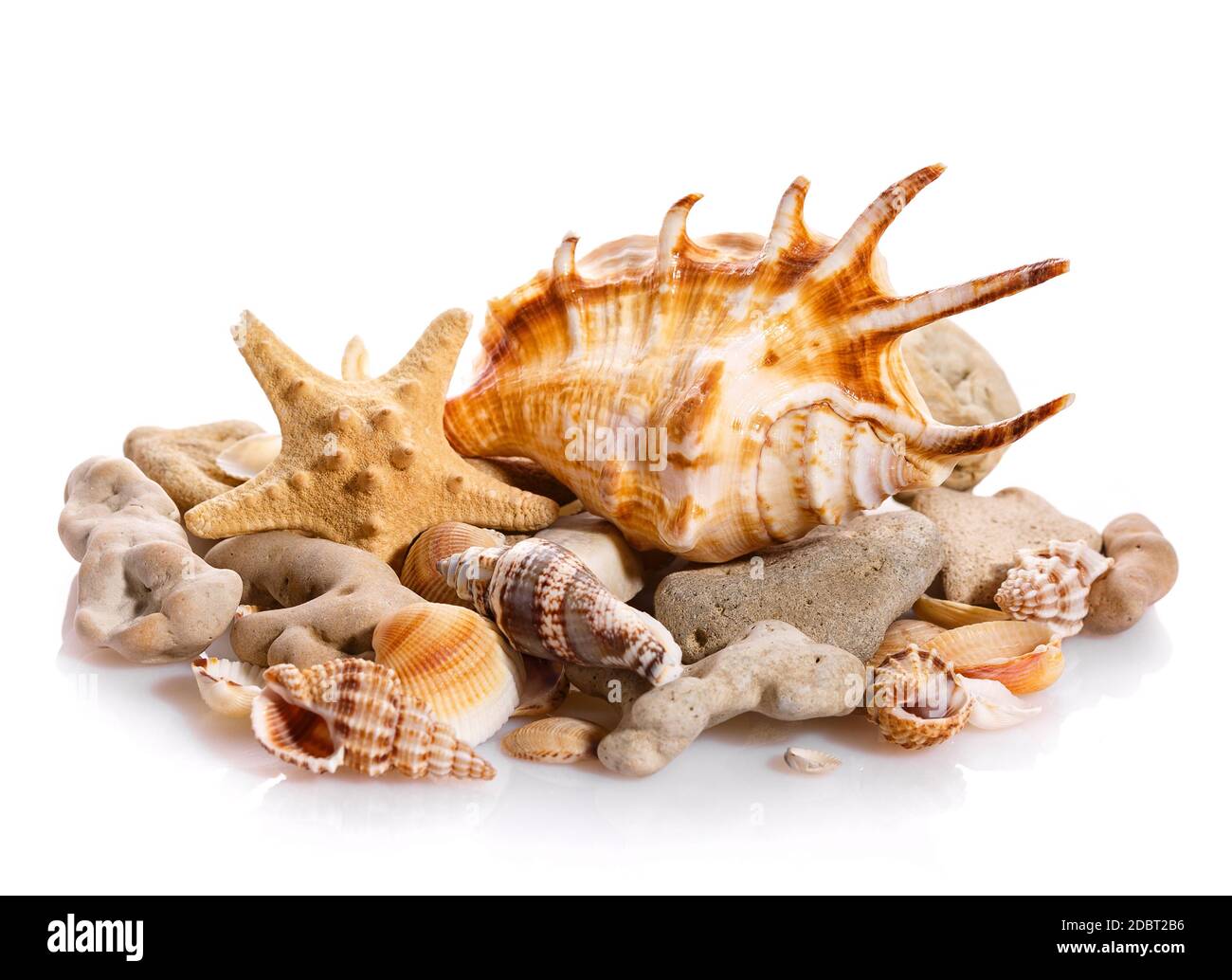 Some shells from the ocean isolated on white background. Natural materials. Stock Photo