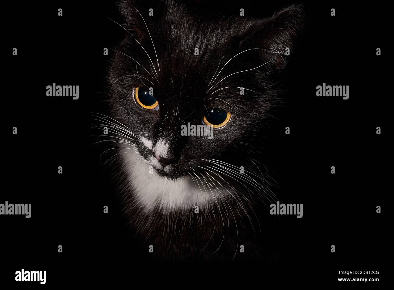 a black and white tuxedo cat shot in lowkey format Stock Photo - Alamy