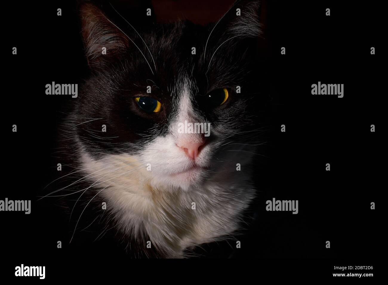 a black and white tuxedo cat shot in lowkey format Stock Photo - Alamy